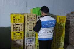 توقیف بیش از ۷۰۰ کیلوگرم مرغ تخمگذار منجمد در یکی از سردخانه های شهرستان 